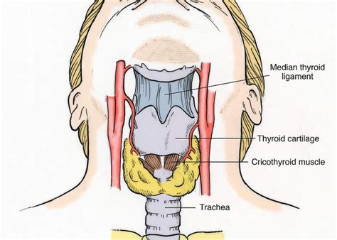 Illustration Of Throat Anatomy Greeting Card for Sale by Science Source