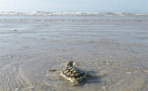 Flatback turtles nesting at Eighty Mile Beach | The West Australian