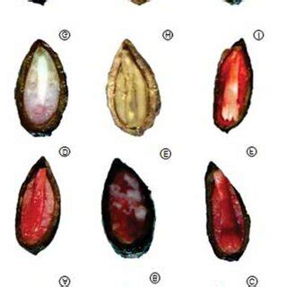 Types of cuts performed on Pinus taeda seeds: A and B, transversal cut... | Download Scientific ...