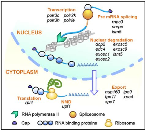 Expression of mRNA processing genes is disrupted in clbn . Schematic... | Download Scientific ...