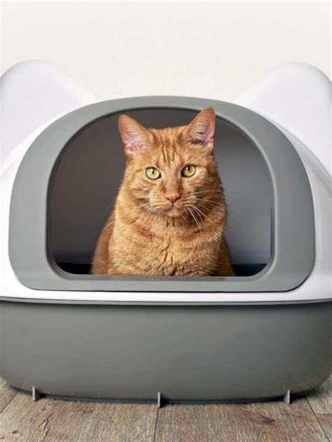 Best Litter Boxes for Odor Control That Will Keep Your Home Smelling ...