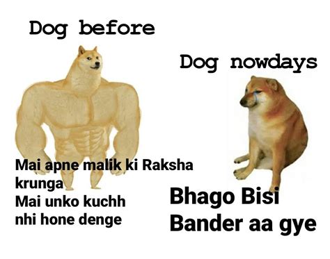 after dog vs monkey : r/memes