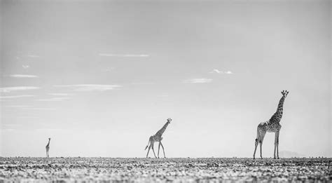 The beauty of Amboseli wildlife. - Minimalist Photography Awards