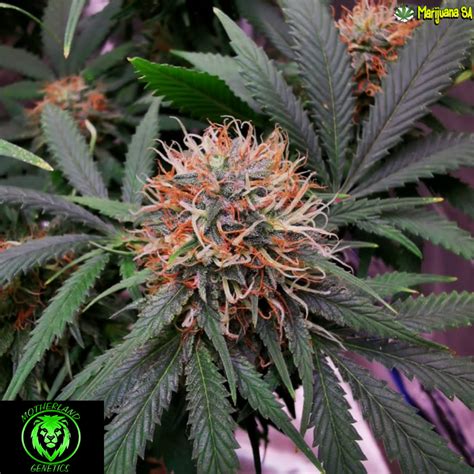 Marijuana Seeds Online South Africa - Marijuana SA