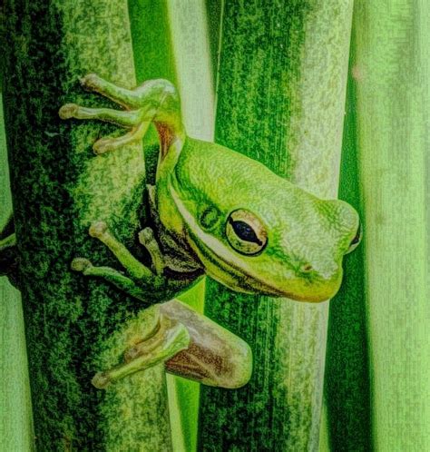 Green tree frog. Photo US Dept Interior - Craig McIntyre. Zoo Animal Coloring Pages, Green Tree ...