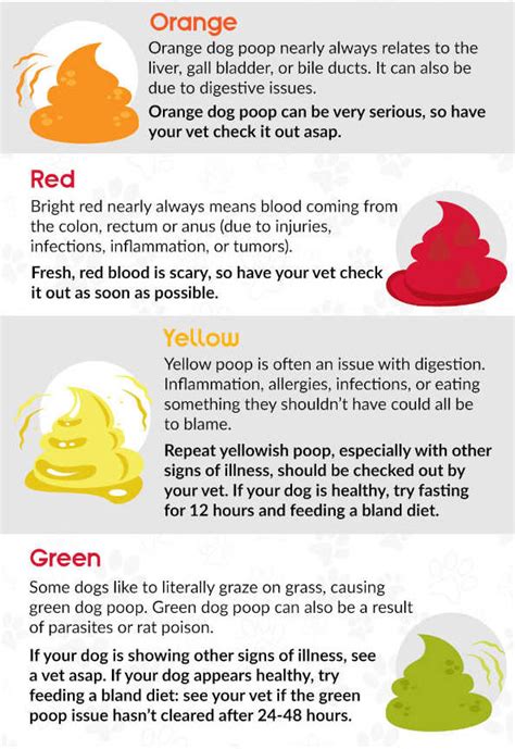 Is Orange Stools in Dogs a Reason to Worry + Vet Tips to Help