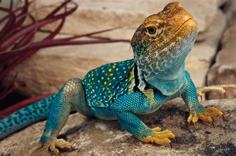 Breeding The Collared Lizard - Reptiles Magazine