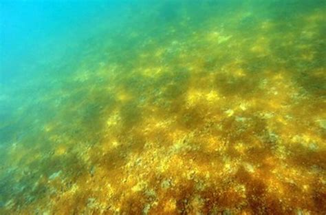 Golden-Brown Crusty Algae Attacking Caribbean Reefs - AZP News