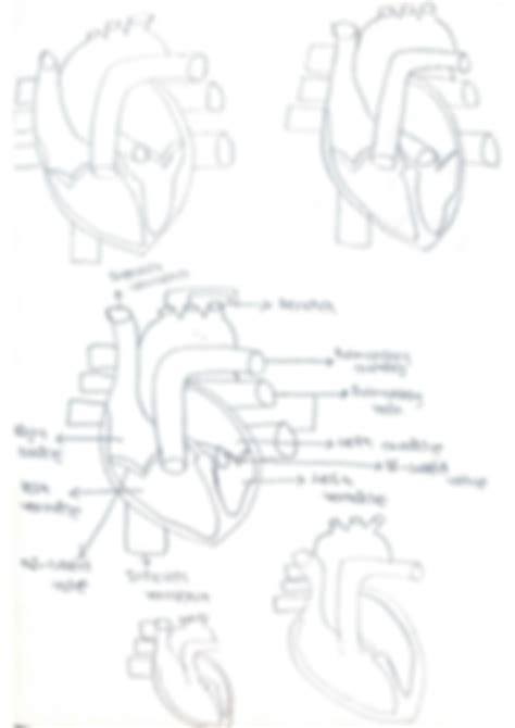 Diagram Of The Heart Clipart Etc - vrogue.co