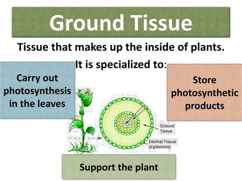 PPT - Plant Tissues, Structure and Function PowerPoint Presentation, free download - ID:2002490