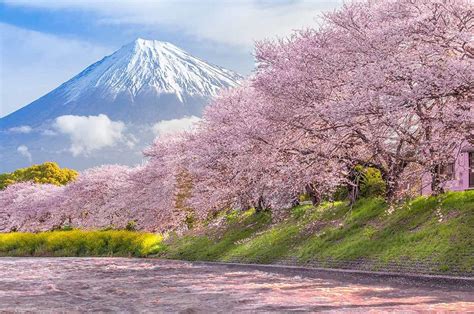 Cherry blossoms with mount Fuji in the background : r/pics
