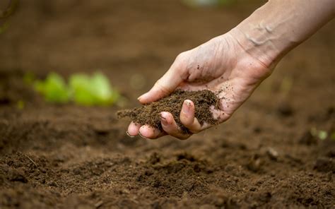 How to Make Infertile Soil Fertile? | GardenFunction