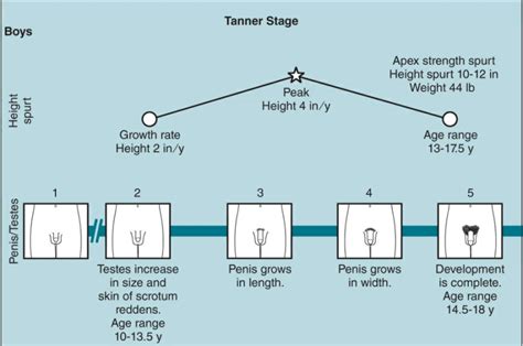 Tanner Staging – md4baby