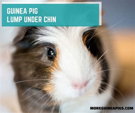 Guinea Pig Lump Under Chin: Cause, Treatment and How to Care - More ...