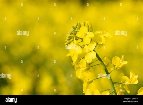 Closeup of blooming canola rapeseed plant on field at spring Stock Photo - Alamy