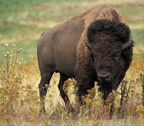 Buffalo Facts: Animals of North America - WorldAtlas.com