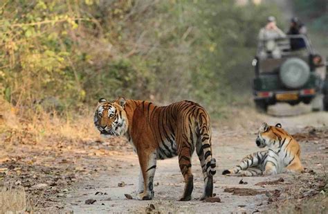 Jim Corbett Safari Booking - Jim Corbett National Park