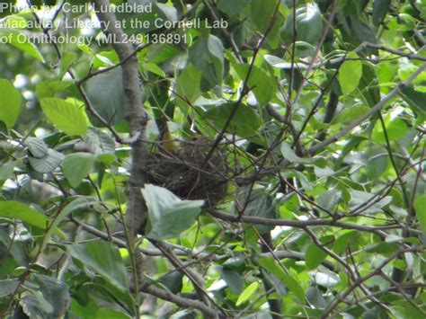 Western Tanager - East Cascades Audubon Society