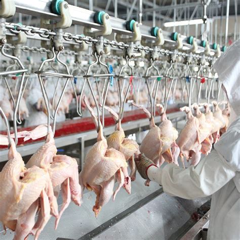 Chicken Slaughtering Machine Used in Chicken Slaughterhouse and ...