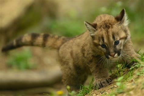 Mountain Lion Cubs | These beautiful Mountain Lion cubs are … | Flickr