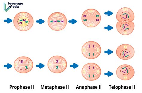 Meiosis II - Leverage Edu