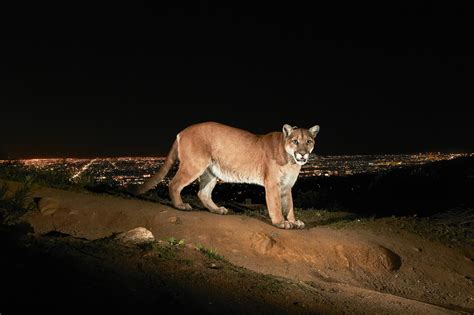 Stunning photos of L.A.'s celebrity mountain lion P-22 - Los Angeles Times