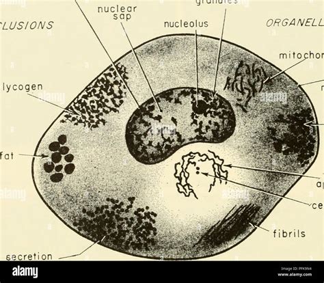 Cell Organelles Under Microscope