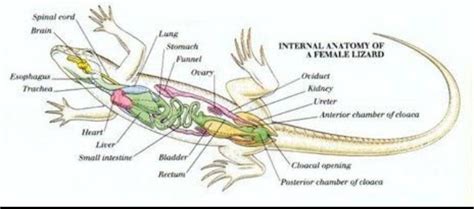 Parts Of A Lizard