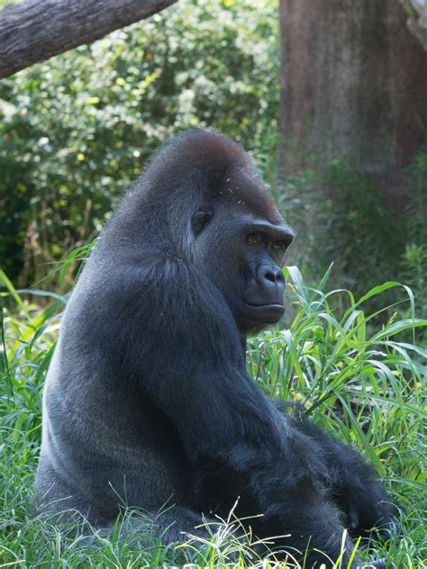 Western Lowland Gorilla | Saint Louis Zoo