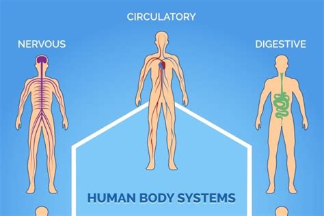 Vector human body systems | Creative Daddy