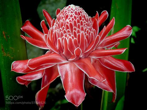 Torch ginger flower by Stehouwer and Recio / 500px