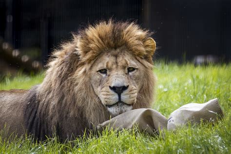 New enclosure with a view opened for Barbary lions in Belfast | The ...