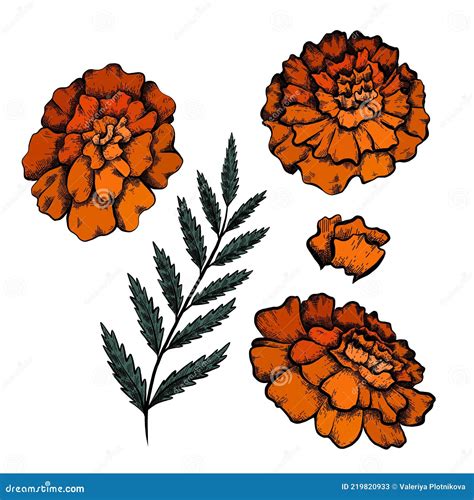 Set of Colorful Botanical Sketch of Various Marigold Flowers with ...