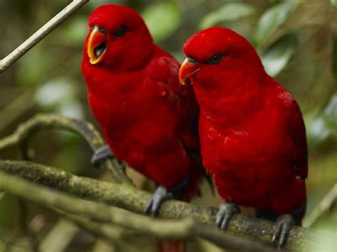 Cara Beternak Burung Nuri Merah - Cara Ternak