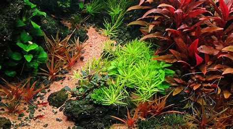 Introduction to planted aquarium substrates - The 2Hr Aquarist