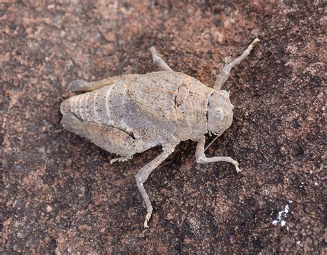 Desert Locust - Stock Image - C040/1712 - Science Photo Library