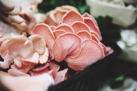 Oyster Mushroom Varieties - Insta Mushrooms