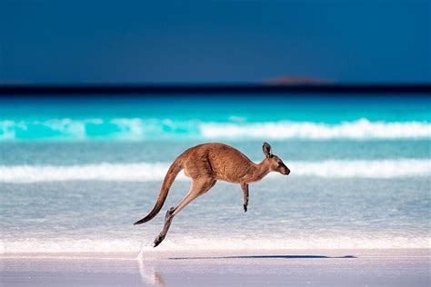 Do Kangaroos Really Communicate With Humans? | Al Bawaba