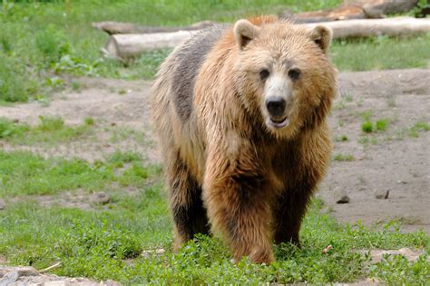 Toronto Zoo : Toronto Zoo Raises 500 000 In A Week To Feed Its Animals ...