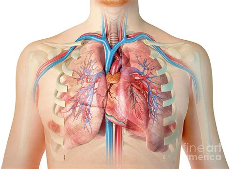 Human Chest Anatomy Photograph by Leonello Calvetti/science Photo Library | Fine Art America