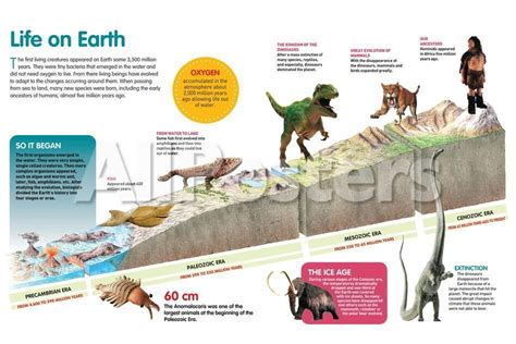 Evolution Of Life On Earth Pictures - The Earth Images Revimage.Org