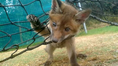 UK's RSPCA posts photos of trapped animals to warn people against the ...