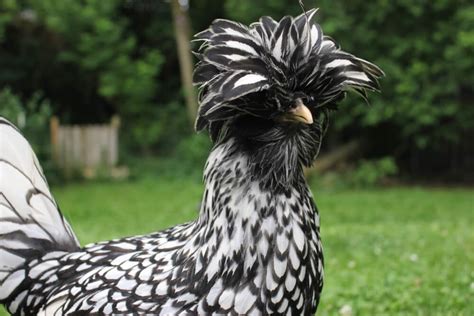 17 Black and White Chicken Breeds - Our Chanel Poultry List! - Outdoor Happens Homestead