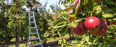 18 orchards to visit for apple picking in Quebec