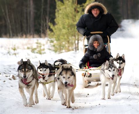Siberian Husky dog sledding/sledging group activity in Vilnius ...