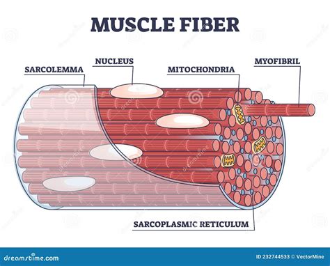 Muscle Fiber Diagram Labeled