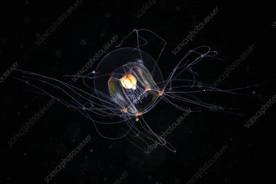 Comb jelly - Stock Image - C010/4651 - Science Photo Library