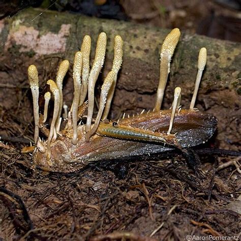 Cordyceps, The Parasitic Fungus That Makes Insects Grow Horns