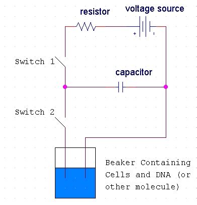 Electroporation