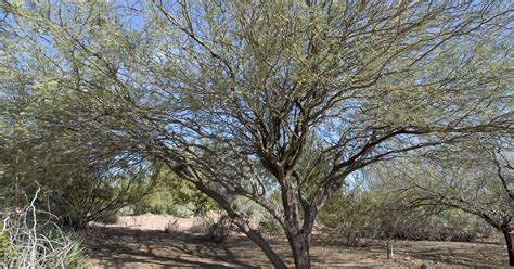 Ask Clay: Mesquite trees do what they do to survive in the desert